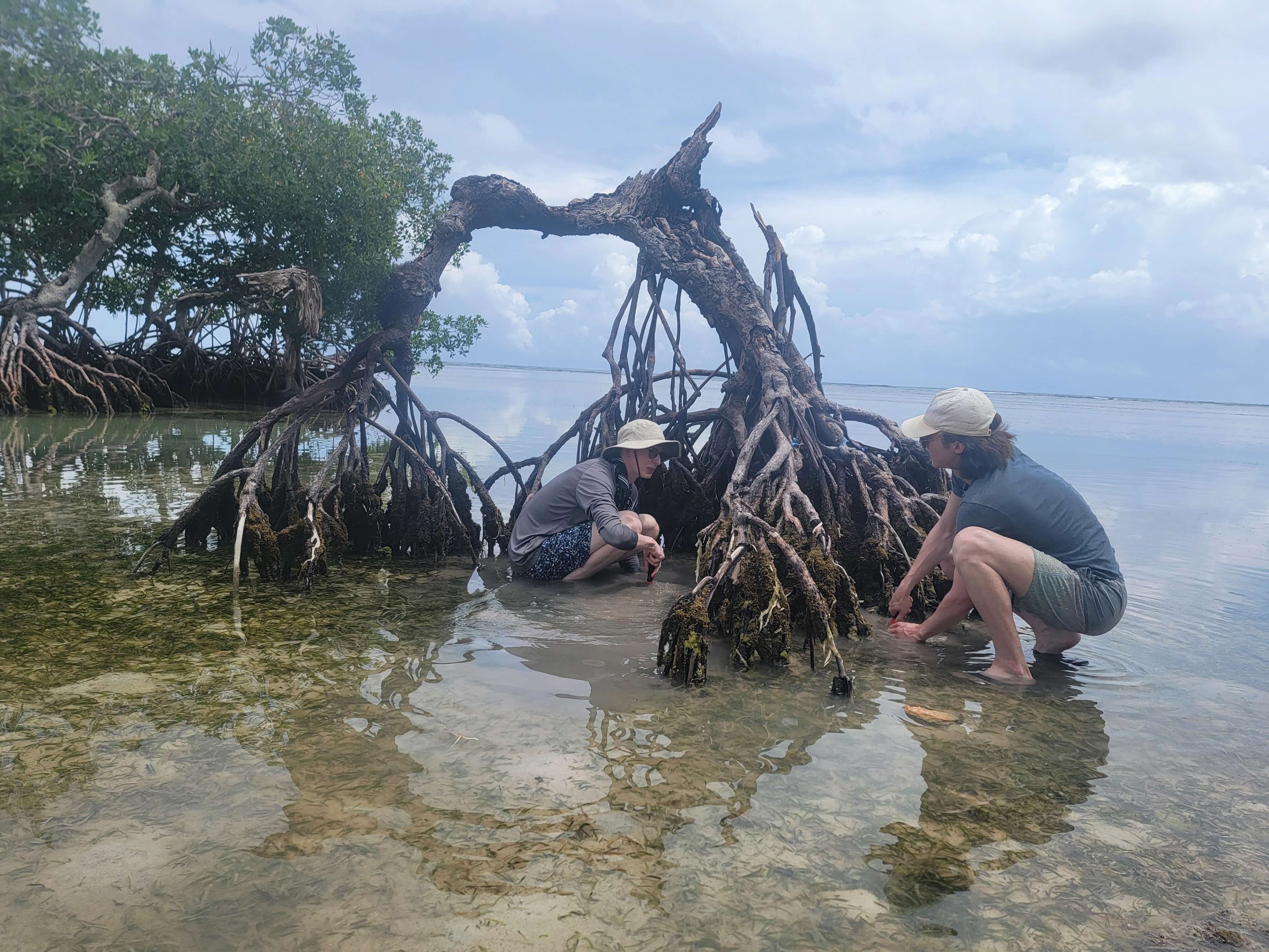 students with mangroves in DR