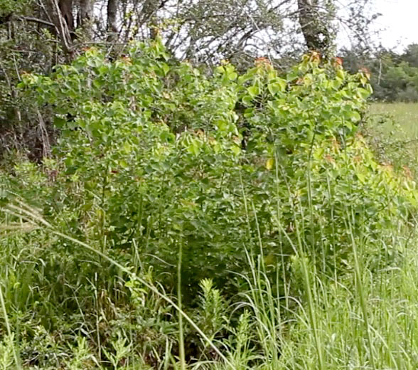 Tallow Tree