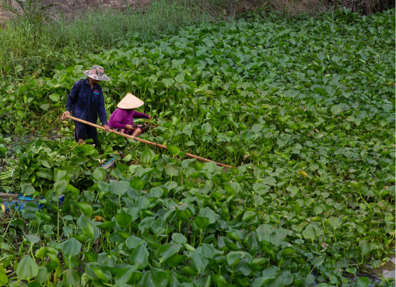 Water Hyacinth