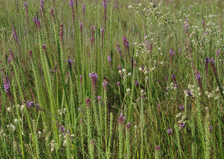 Purple Liatris and Prickly Rattlesnake Master