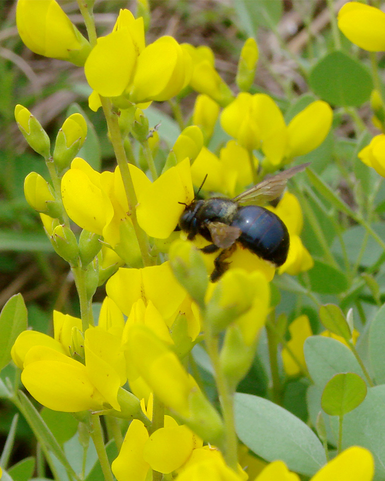 Yellow wild indigo (Baptisia sphaerocarpa)